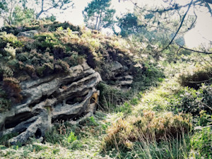San seb greenery