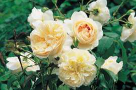 Lichfield angel (Ausrelate) (PBR) rose