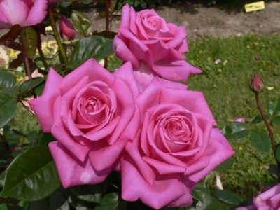 Phillis Mcdonald (PBR) rose