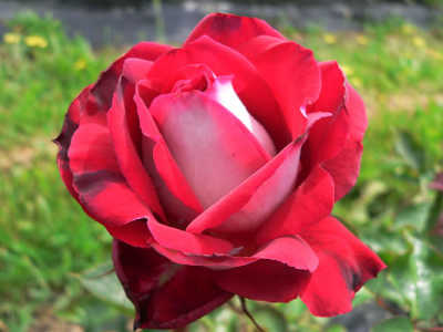 Osiria rose