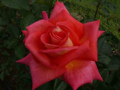 Tarantella rose