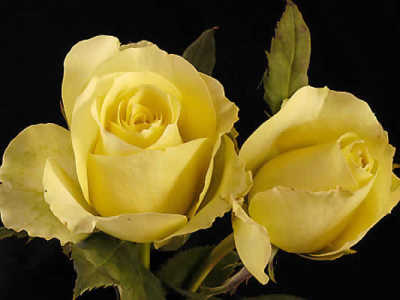 St Patrick (PBR) rose