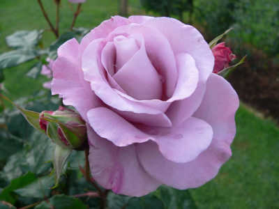 Misty Blue rose