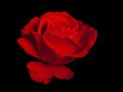 Rebell (PBR) rose