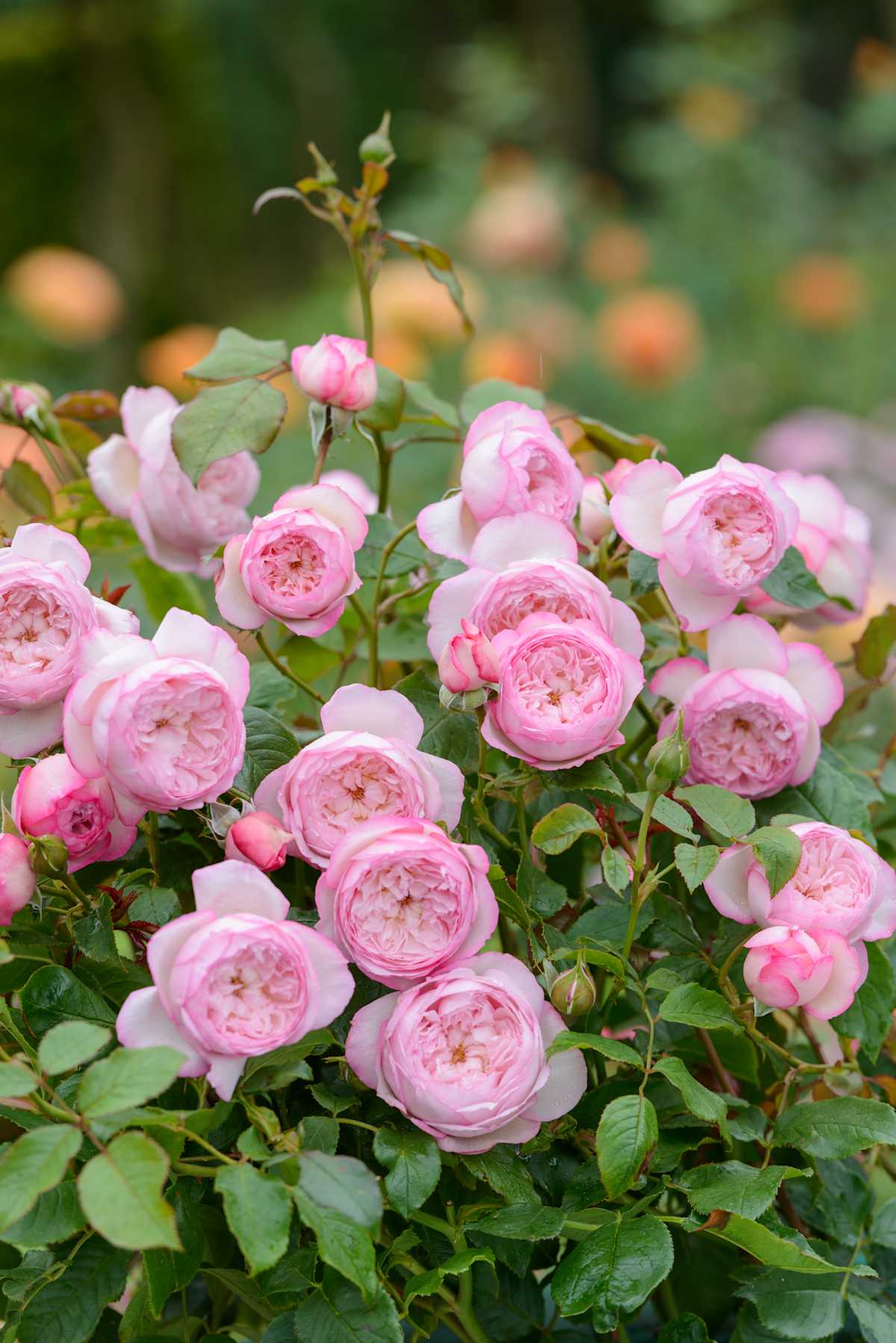 The Mill On The Floss David Austin Roses Magic Garden Roses krogsgate-hi-res-stock-photography-and-images-alamy