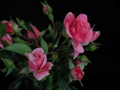 Our Rosy Carpet rose