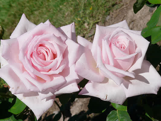 Deep Secret | Bush Roses | Magic Garden Roses