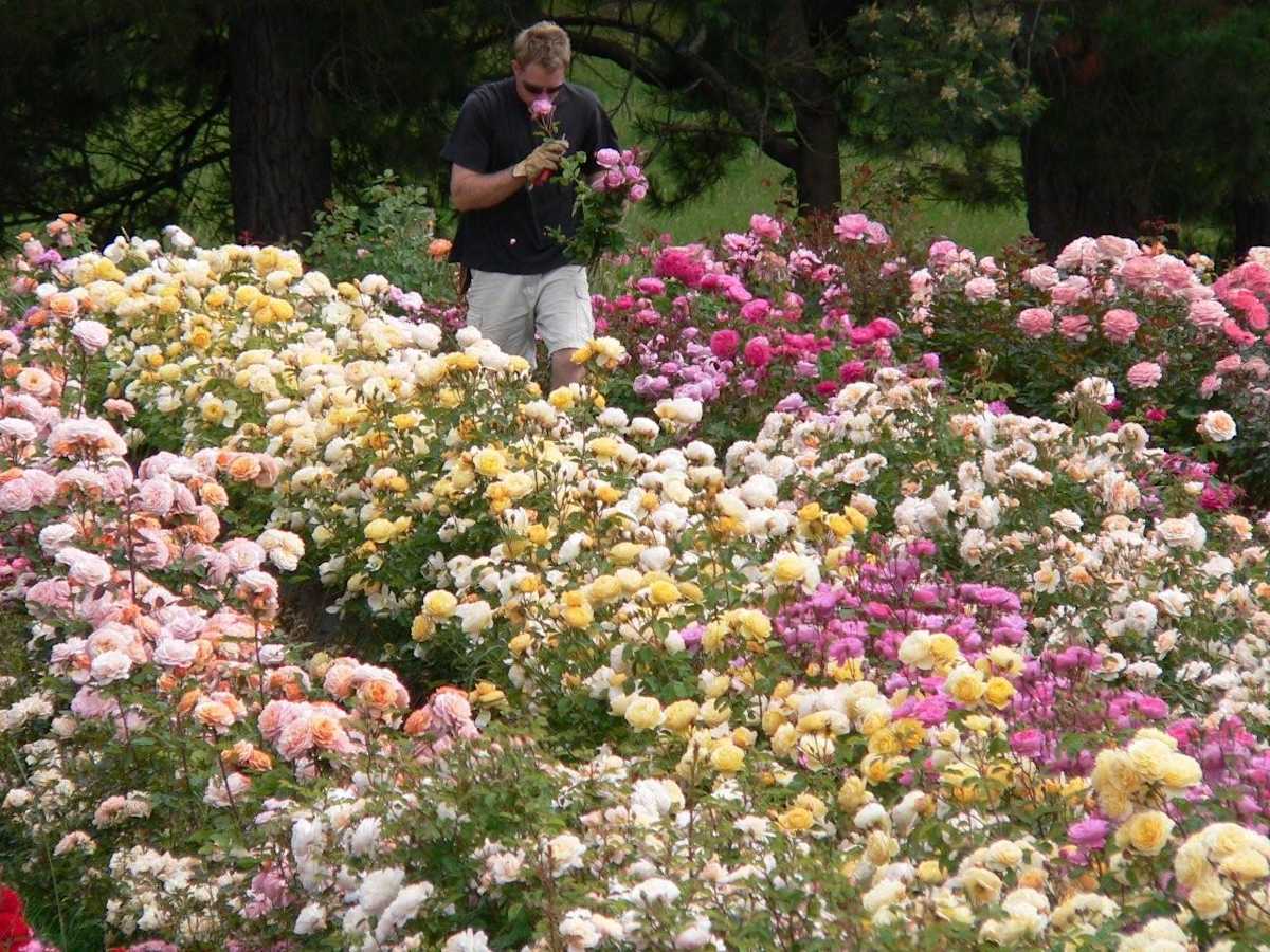 Feeding Roses - Magic Garden Roses