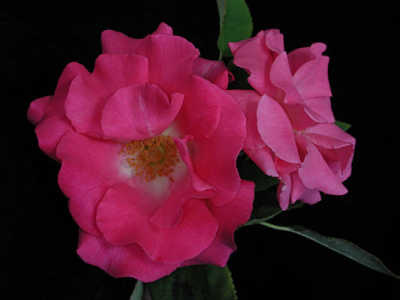 Pinkie (PBR) rose