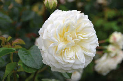 Tranquility rose