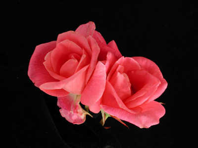 Lorraine Lee (PBR) rose
