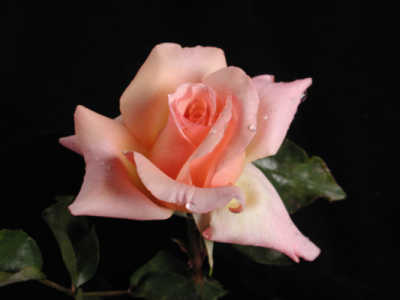 Compassion (PBR) rose