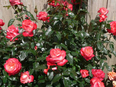 Joy Of Life (PBR) rose