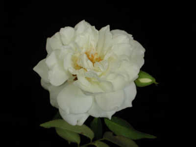 Lamarque (170cm) rose