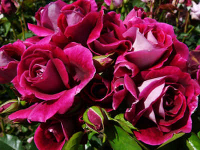 Burgundy Iceberg (PBR) (105cm) rose