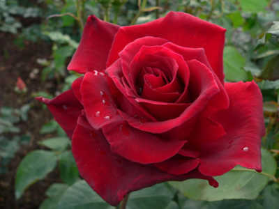 Tatjana (85cm) rose