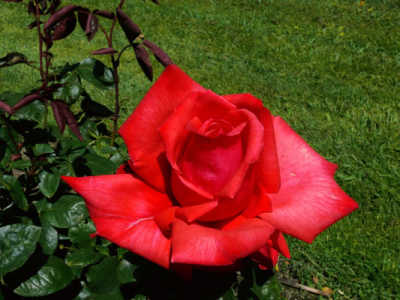 Dolly Parton rose