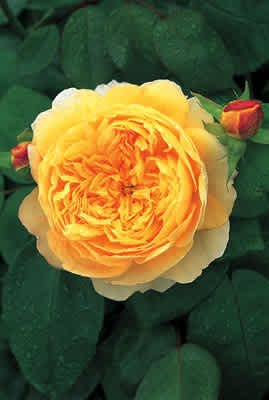 Charles Darwin (Auspeet) (PBR) rose