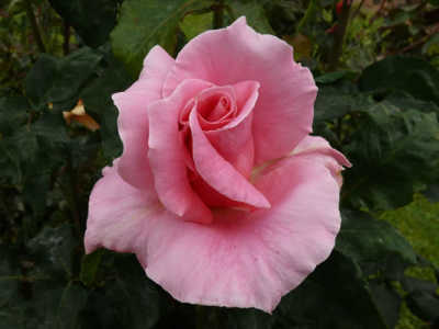 Bewitched rose