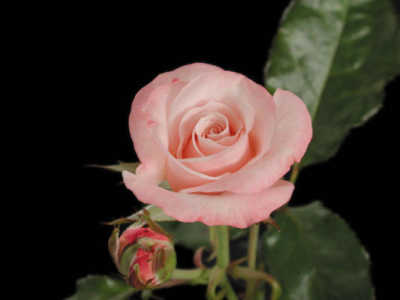 Mary Mckillop rose