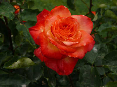 Jubilee 150 rose