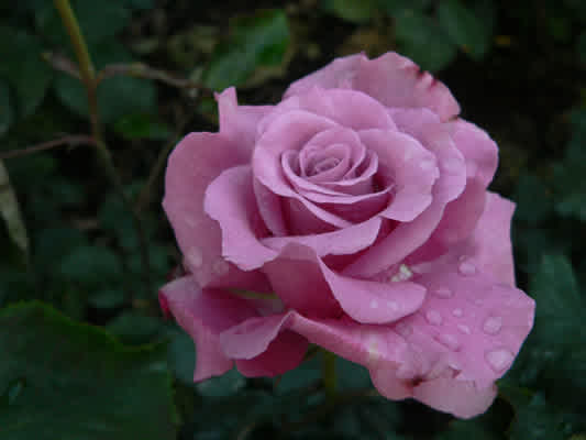 Bush Roses | Magic Garden Roses