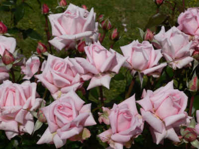 Aotearoa (PBR) rose