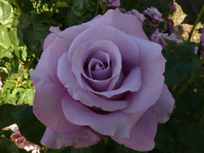 Charles de Gaulle (105cm) rose