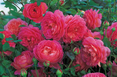 Jubilee Celebration (Aushunter) (PBR) rose