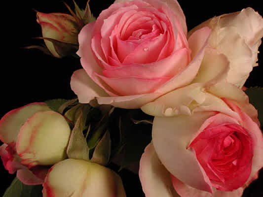 Buy Roses Online. Melbourne's Largest Range of Roses - Magic Garden Roses