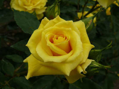 Friesia rose