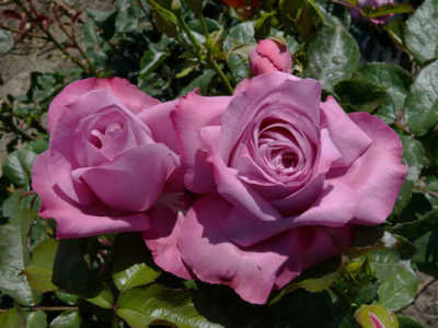 Blue River rose