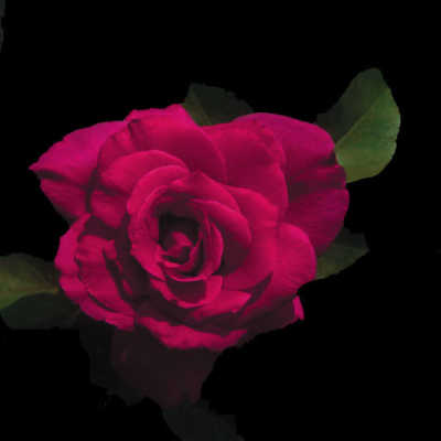 Smooth Prince (PBR) rose