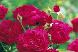 Darcy Bussell (Ausdecorum) (PBR) rose