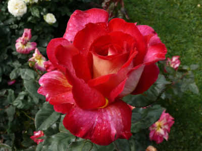 Fiona's Wish (PBR) rose