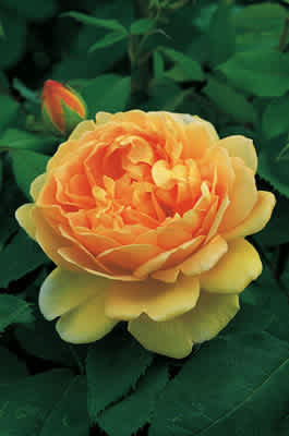 Golden Celebration (Ausgold) (PBR) rose