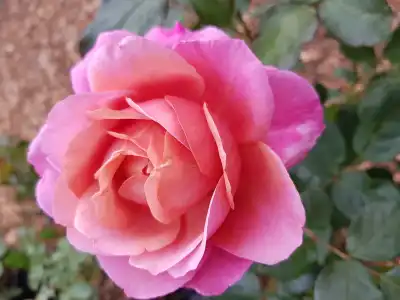 Grandma's Rose rose