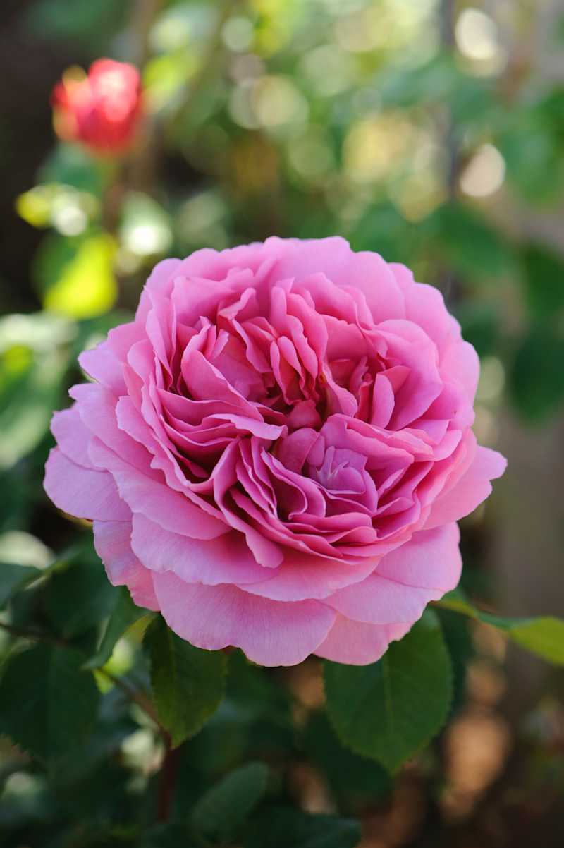 Princess Alexandra Of Kent | David Austin Roses | Magic Garden Roses