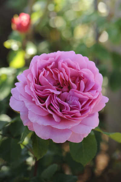 Princess Alexandra Of Kent rose