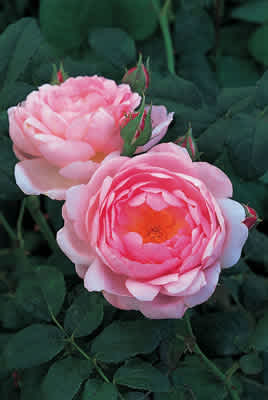 Scepter'd Isle (Ausland) (PBR) rose
