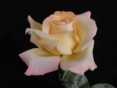 Peace (85cm) rose