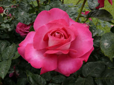 Baronne E.de Rothschild rose