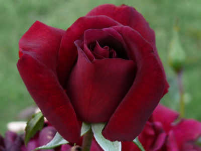 Black Velvet rose