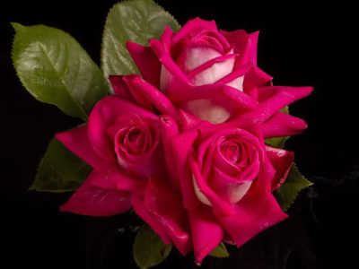 Lauriston (PBR) rose