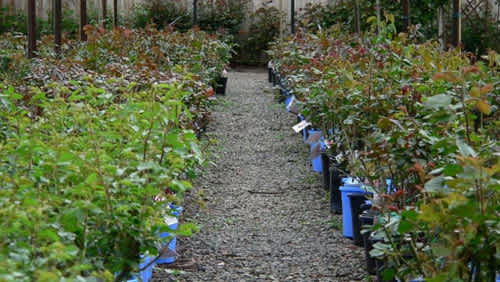 Planting Potted Roses