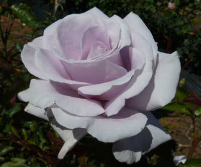 Lagerfeld rose