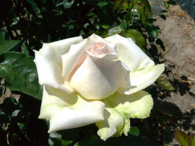 Fresh Cream rose