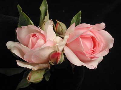 Duchesse De Brabant rose