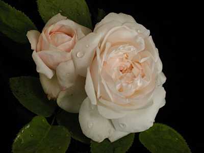 Fair Bianca (PBR) | Bush Roses | Magic Garden Roses