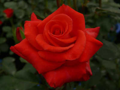Happy Anniversary (PBR) rose